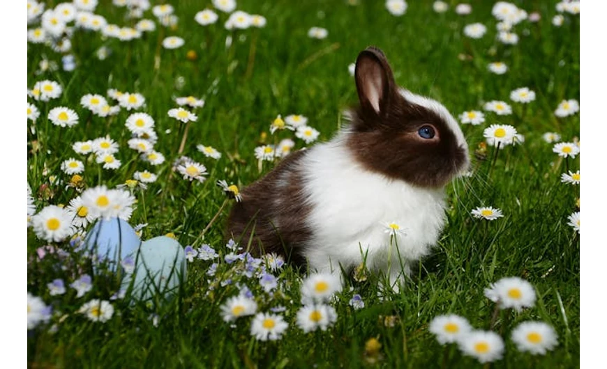 A húsvéti nyuszi eredete